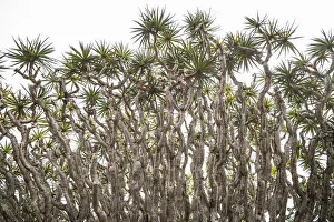 Images Dated 11th May 2017: Portugal, Azores, Pico Island, Madalena. Dragon tree