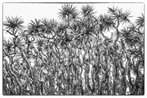 Images Dated 11th May 2017: Portugal, Azores, Pico Island, Madalena. Dragon tree