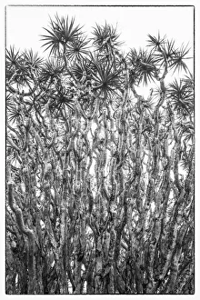 Images Dated 11th May 2017: Portugal, Azores, Pico Island, Madalena. Dragon tree