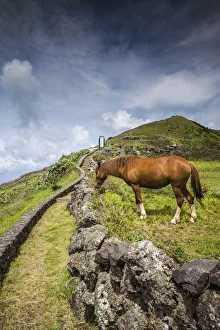 Images Dated 25th May 2017: Portugal, Azores, Santa Maria Island, Maia. Horse in coastal pasture