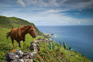 Azores Prints: Portugal, Azores, Santa Maria Island, Maia. Horse in coastal pasture