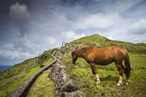 Images Dated 25th May 2017: Portugal, Azores, Santa Maria Island, Maia. Horse in coastal pasture