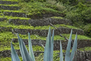 Portugal, Azores, Santa Maria Island, Maia. Volcanic rock vineyards