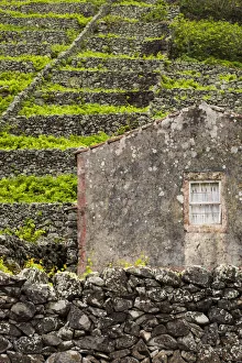 Images Dated 26th May 2017: Portugal, Azores, Santa Maria Island, Maia. Houses and volcanic rock vineyards