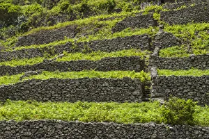 Images Dated 24th May 2017: Portugal, Azores, Santa Maria Island, Pico Vermelho. Vineyards in volcanic stone walls