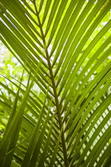 Images Dated 19th May 2017: Portugal, Azores, Sao Miguel Island, Furnas. Terra Nostra Garden