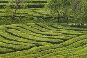 Portugal, Azores, Sao Miguel Island. Gorreana Tea Plantation, one of the last tea
