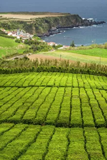 Places Collection: Portugal, Azores, Sao Miguel Island. Gorreana Tea Plantation, one of the last tea