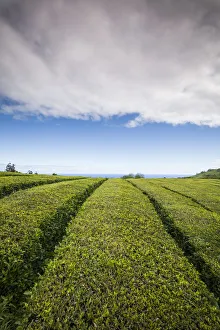Images Dated 18th May 2017: Portugal, Azores, Sao Miguel Island. Gorreana Tea Plantation, one of the last tea