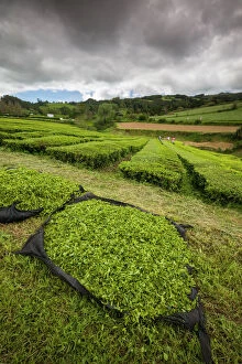Places Collection: Portugal, Azores, Sao Miguel Island. Gorreana Tea Plantation, one of the last tea growers in Europe