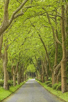 Portugal, Azores, Sao Miguel Island, Furnas. Lago das Furnas Lake, tree-lined road
