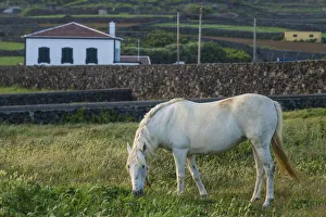 Terceira Prints: Portugal, Azores, Terceira Island, Porto Negrito. Horse
