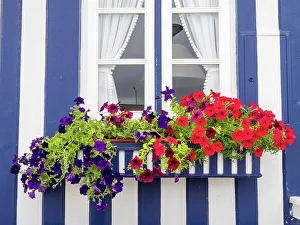 Portugal, Costa Nova. Colorful petunia flowers in a flower box of a traditional candy-striped painted beach house