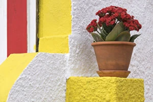 Portugal Gallery: Portugal, Costa Nova do Prado. Colorful house with flowering plant on step