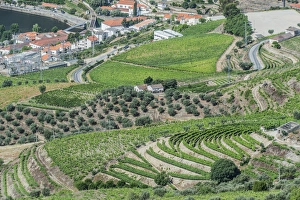 Portuguese Prints: Portugal, Douro Valley, Hillside Vineyards