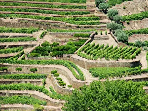Harvest Prints: Portugal, Douro Valley, Pinhao