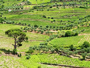Harvest Prints: Portugal, Douro Valley, Pinhao