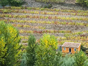 Harvest Prints: Portugal, Douro Valley. Small orange dwelling in the vineyards of the Douro Valley in autumn