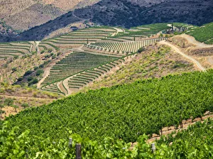 Portugal, Douro Valley. Terraced vineyards lining the hills