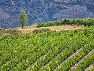 Images Dated 21st December 2020: Portugal, Douro Valley. Terraced vineyards lining the hills