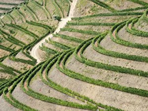 Images Dated 21st December 2020: Portugal, Douro Valley. Terraced vineyards lining the hills