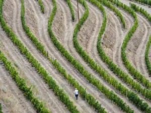 Images Dated 7th June 2021: Portugal, Douro Valley. Terraced vineyards lining the hills