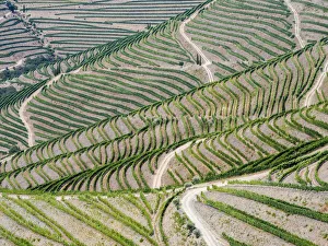 Images Dated 7th June 2021: Portugal, Douro Valley. Terraced vineyards lining the hills