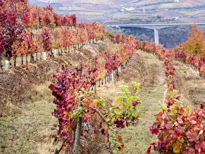 Harvest Prints: Portugal, Douro Valley. Vineyards in autumn, terraced on hillsides above the Douro River