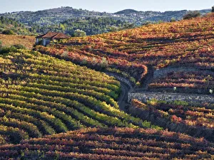 Images Dated 6th November 2017: Portugal, Douro Valley. Vineyards in autumn, terraced on hillsides above the Douro River