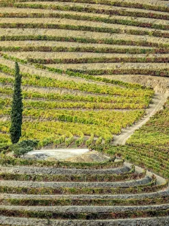 Images Dated 4th November 2017: Portugal, Douro Valley. Vineyards in autumn, terraced on hillsides above the Douro River