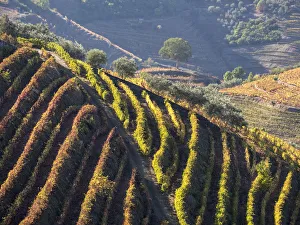 Portugal, Douro Valley. Vineyards in autumn, terraced on hillsides above the Douro River