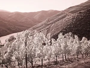 Rolling Prints: Portugal, Douro Valley. Vineyards draping the hills