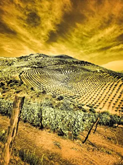 Rolling Prints: Portugal, Douro Valley. Vineyards and Olive Groves