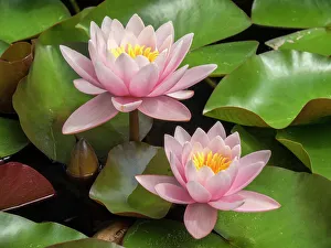 Lisbon Prints: Portugal, Lisbon. Beautiful pink lily in a pond near the Jeronimos Monastery (Mosteiro dos Jeronimos)