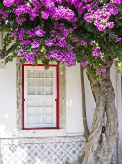 Images Dated 7th June 2021: Portugal, Lisbon. Pink flowers of Bougainvillea plant and historical building next to