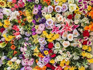 Portugal, Lisbon. The San Antonio wall flowers near the entrance of the Museu de Lisboa
