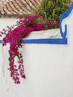 Images Dated 29th October 2017: Portugal, Obidos. Beautiful bougainvillea blooming in the town of Obidos, one of