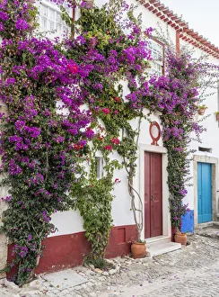 Iberian Prints: Portugal, Obidos. Beautiful bougainvillea blooming in the town of Obidos, one of