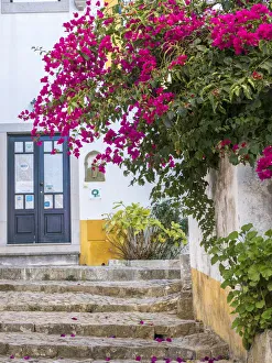 Images Dated 29th October 2017: Portugal, Obidos. Beautiful bougainvillea blooming in the town of Obidos, one of