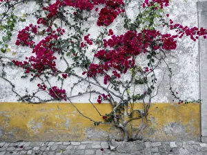 Iberian Prints: Portugal, Obidos. Beautiful bougainvillea blooming in the town of Obidos, one of