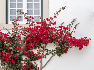 Portugal Prints: Portugal, Obidos. Beautiful red bougainvillea blooming against a white stone wall