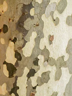 Mature Prints: Portugal, Obidos. Close-up of the bark of a mottled Sycamore platanus tree lining a walkway