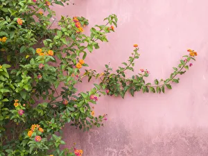 Obidos Prints: Portugal, Obidos. Colorful lantana vine growing against a pink wall