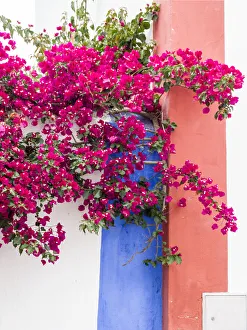 Images Dated 7th June 2021: Portugal, Obidos. Dark pink bougainvillea vine against a blue