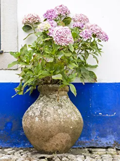 Obidos Prints: Portugal, Obidos. Pink hydrangea in an old pottery against a white