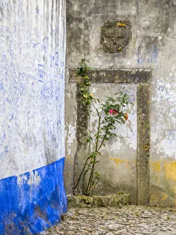 Corner Prints: Portugal, Obidos. Red rose growing in a corner of street in Obidos