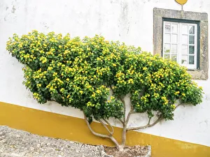 Bush Prints: Portugal, Obidos. Yellow flowering bush against the white wall of a home in the preserved medieval town