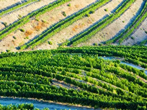 Rolling Prints: Portugal. Terraced vineyards lining the hills of the Douro Valley