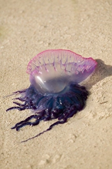 Images Dated 8th May 2004: Portuguese Man o War Jellyfish (Pgysalia physalis) Turneffe Caye, Belize (RF)