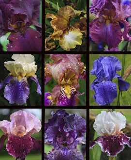 France Gallery: Posters of irises shot in Aquitaine province of France after a rain